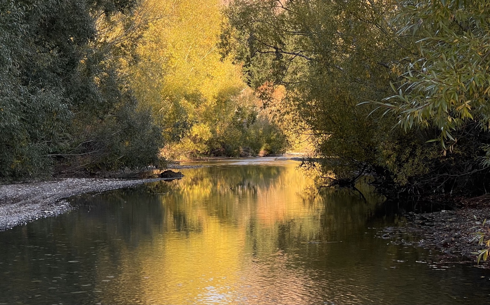 Golden autumn trees on a riverbank, mirrored almost exactly in the still water beneath them.