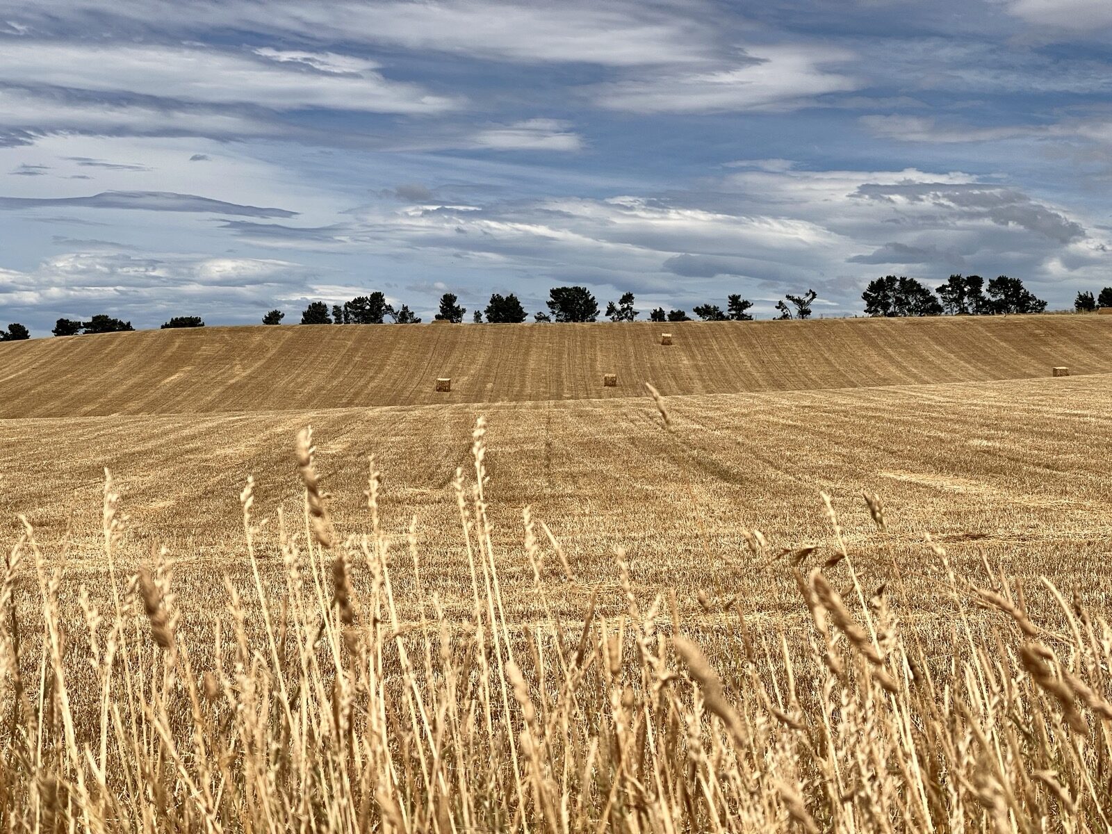 A wide field of ripening wheat stretching to a distant treeline under a broad sky.