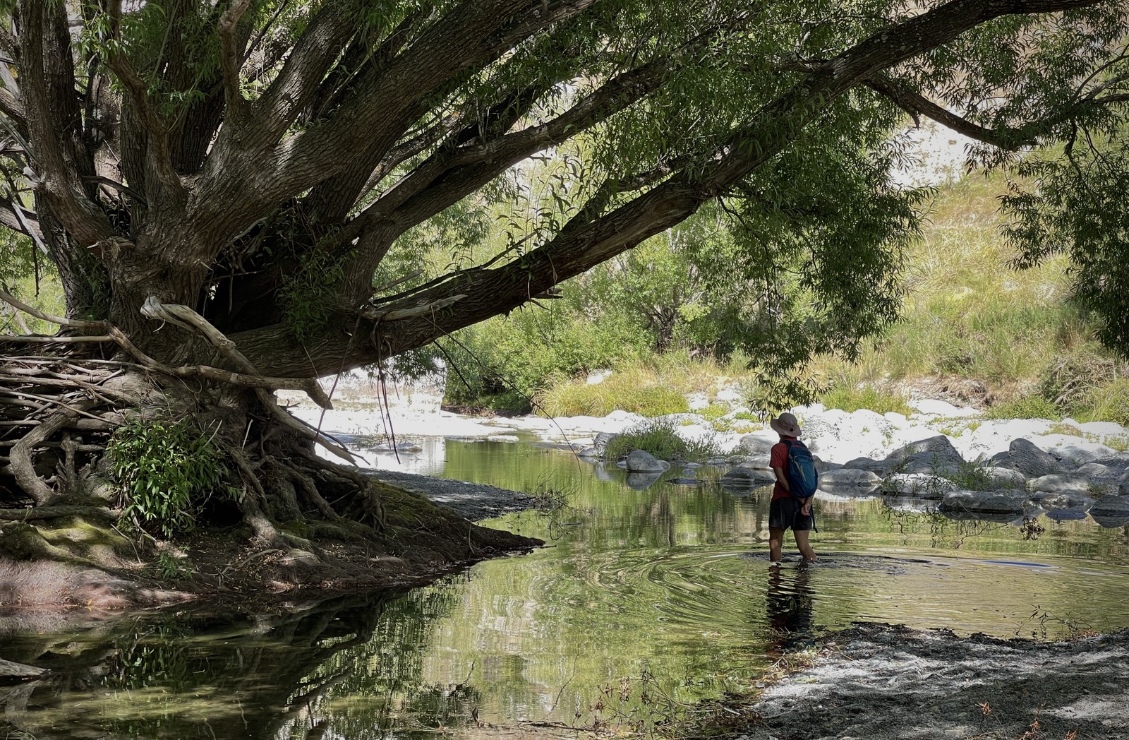 A figure standing in a shallow river beneath the long overhanging branches of an old willow.