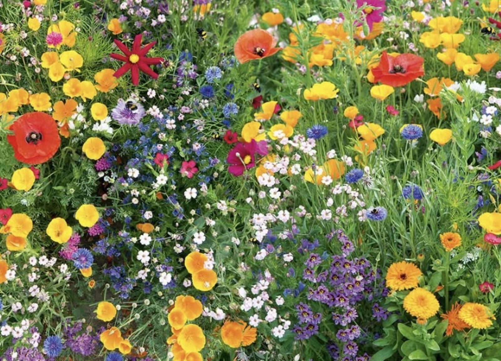 A dense meadow of wildflowers in many colours and forms growing together, none dominant.