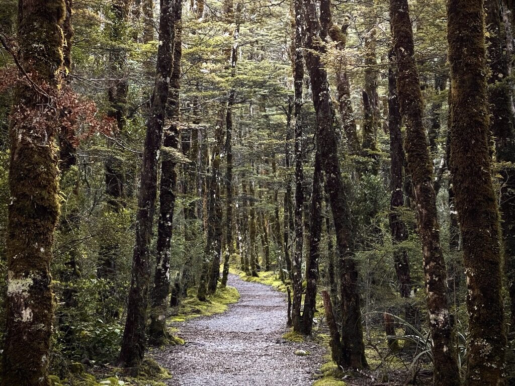 A narrow path running through a dense stand of dark trees.