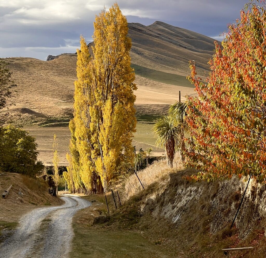 A farm track climbing a hillside between autumn poplars.