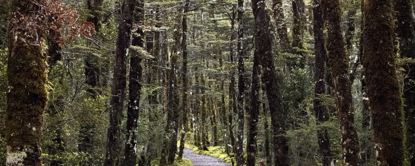 A gravel track running through mossy beech forest