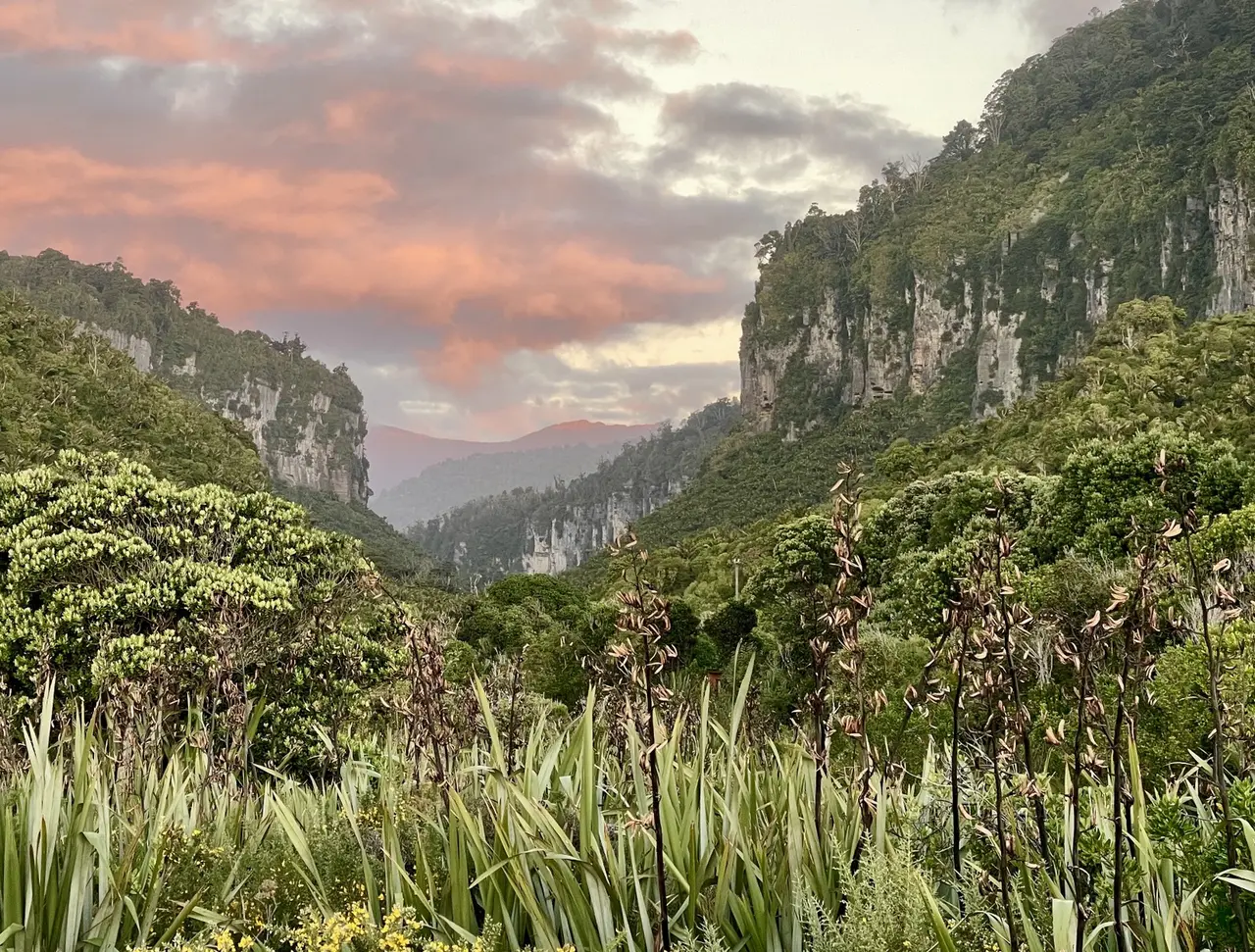 Limestone bluffs and flax at dusk, West Coast