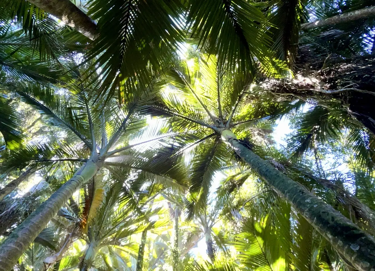 Nikau palm canopy seen from below, light through overlapping fronds