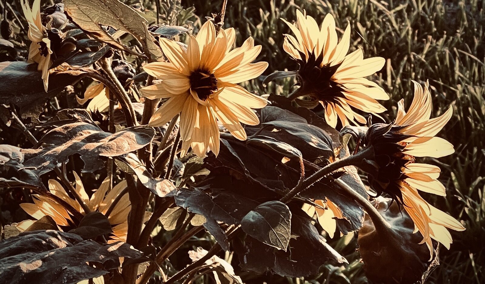Dead daisy heads gone to seed