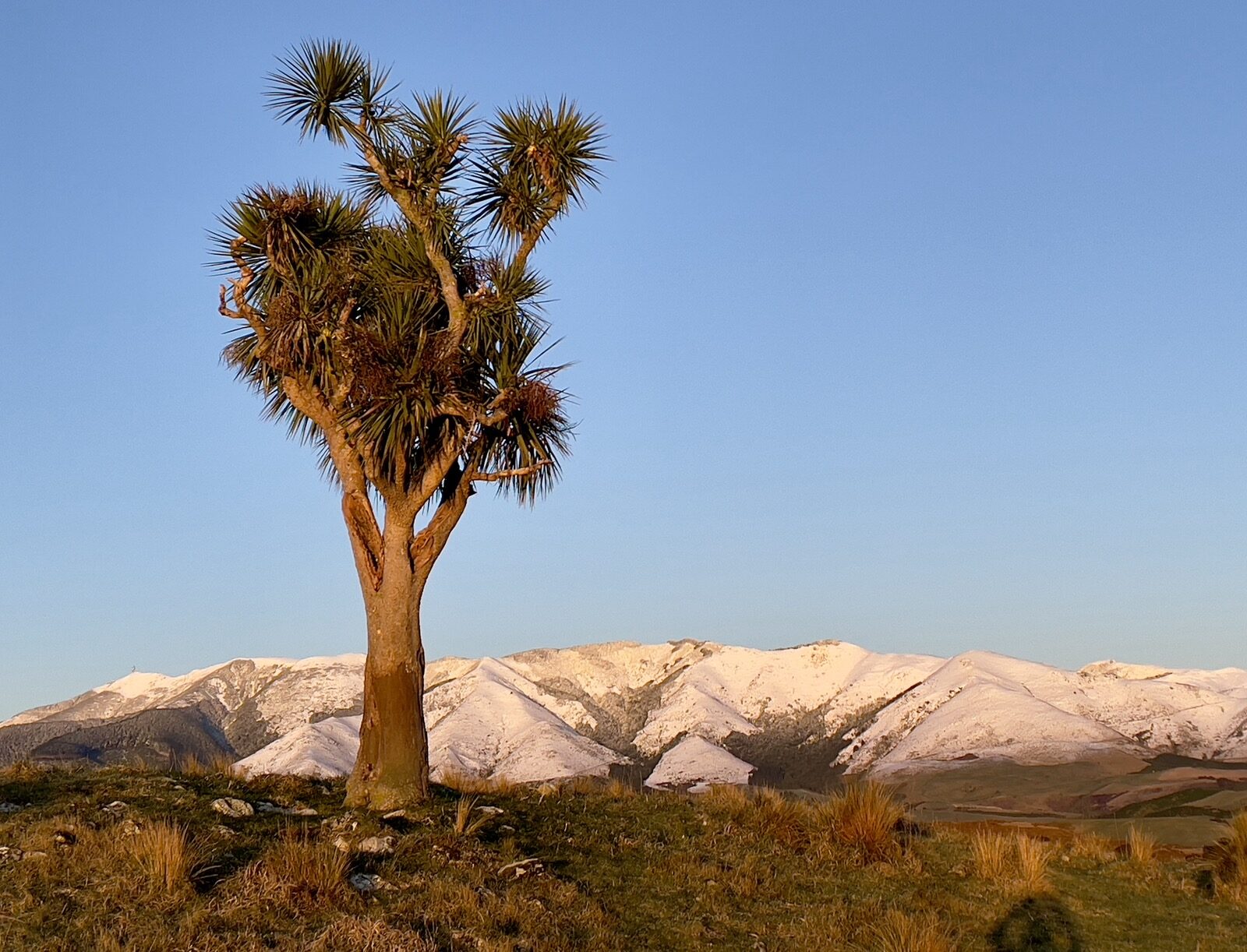 Lone cabbage tree against snow mountains